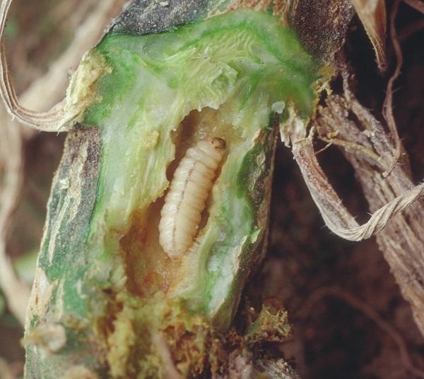 Figure 1. Squash vione borer larva tunneling in squash stem.