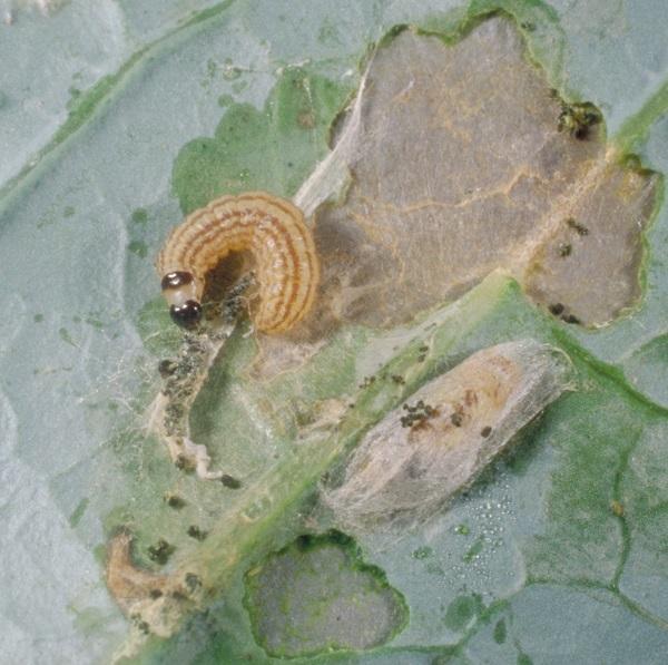Figure 2. Cabbage webworm, webbing, and damage.