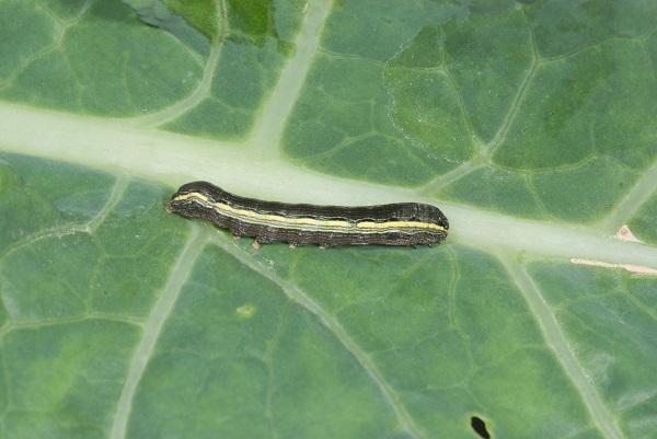 Figure 1. O verme do exército de listras amarelas é uma praga vegetal muito comum.