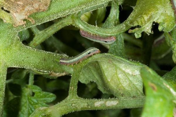 Figure 2. Larvas jovens de vermes do exército de listras amarelas que se alimentam da folhagem do tomate.