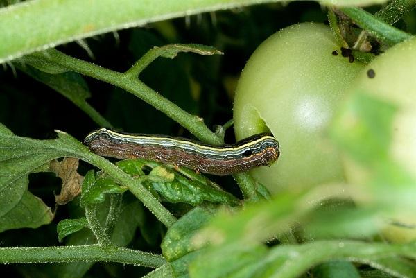 Figure 3. Larvas de verme do exército de listras amarelas maiores alimentam-se em frutos de tomate.
