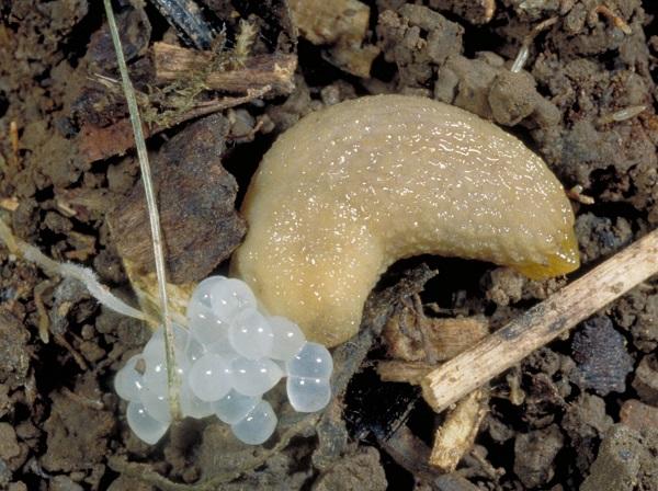 Figure 1. A common slug laying eggs.