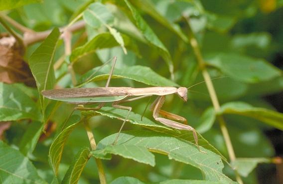 Figure 3. Chinese mantis is the largest species in Kentucky.