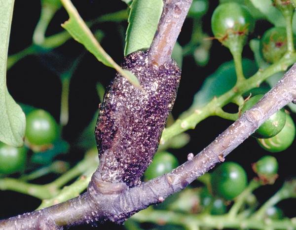 Figure 2. Eastern tent caterpillar egg masses are wrapped around small twigs.