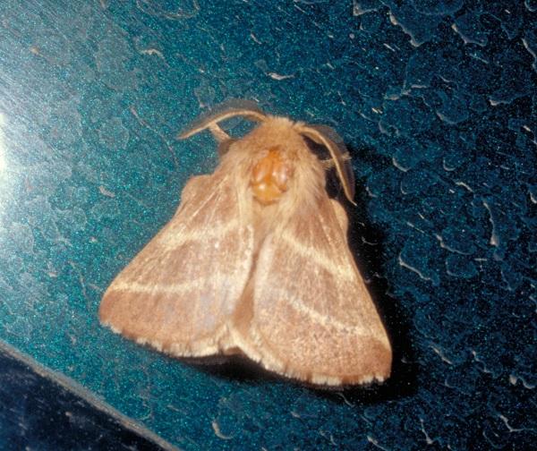Figure 4. An adult male eastern tent moth.
