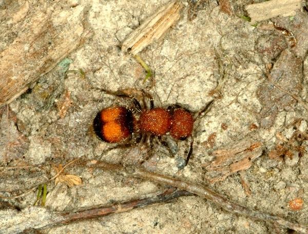Ryc. 1. Aksamitne mrówki mogą mieć bolesne użądlenia.