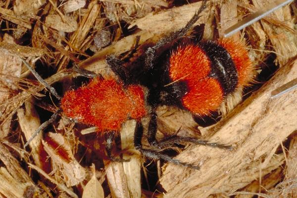 Ryc. 2. Jaskrawo ubarwiona aksamitna mrówka zabójca krów jest powszechna późnym latem.