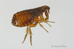 flea control and prevention entomology fleas pictures