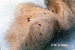 Flea feces appear as dark, pepper-like specs