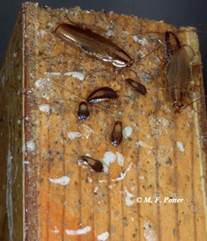 Cockroach Elimination in Homes and Apartments | Entomology Cockroach Elimination in Homes and Apartments | Entomology