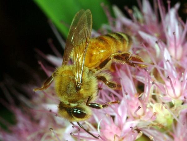 Figure 1. Despite being so well known, honey bees are still misidentified frequently.