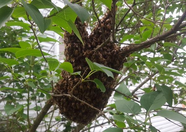 bee nest in tree