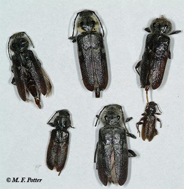 old house borer size