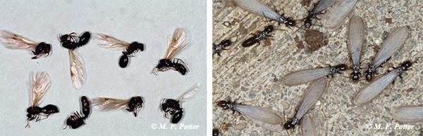 Appearance of winged ants (left) versus winged termites (right). Note the pinched waist and elbowed antennae on the ant.