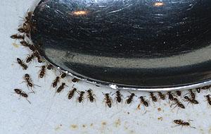 Las hormigas de casa olorosas rebuscan dentro de la casa y se alimentan de todos tipos de comida, desde la basura hasta la cocina.