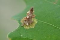 Newly hatched bagworm feeding on oak leaf surface. Larger larvae will chew holes in the leaves.