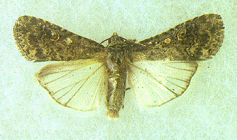 Beet Armyworm Moth