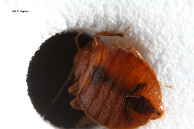 insect sex videos japanese gay porn tumblr