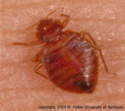 University of Kentucky bed bug