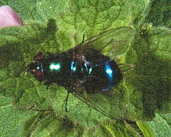 Cluster Flies And Christmas Lights Pest Cemetery