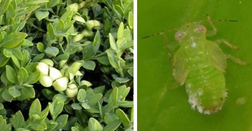 Cupping of boxwood foliage and boxwood psyllid nymph
