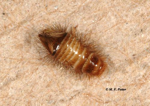 A typical larva (top) and shed skin (bottom). 