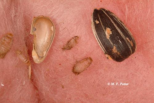 Shed (molted) skins of carpet beetles associated with mice nesting in an attic.