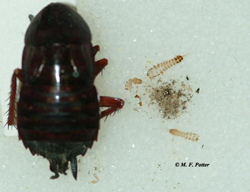 Carpet beetles also scavenge on dead insects (note the shed skins and debris beside the cockroach carcass)   