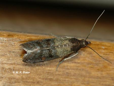 common moth