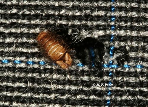 Larvas de escaravelho do tapete danificam muitos dos mesmos materiais que as traças da roupa.