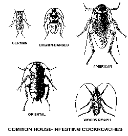 Tipos de cucarachas Tipos de cucarachas