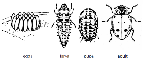 Entomology for Master Gardeners: Part 2 | Entomology