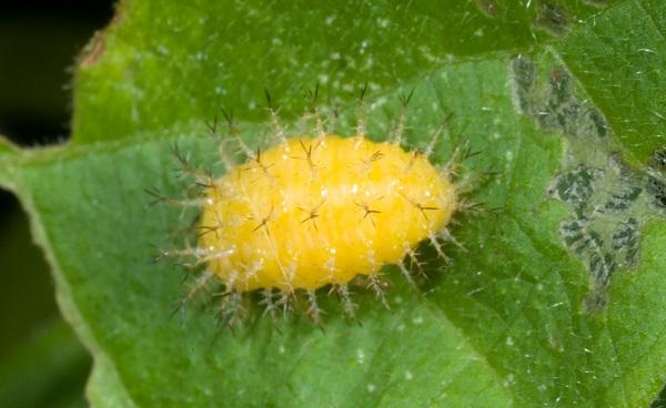 Mexican bean beetle larva Mexican bean beetle larva