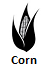 Corn Pests