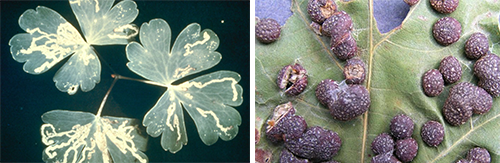 leafminer and gall maker