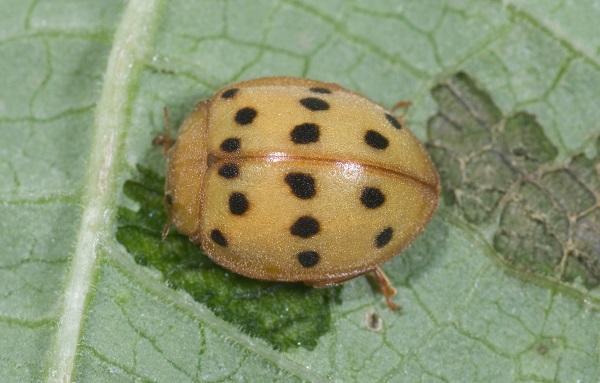 ladybird beetle feeding