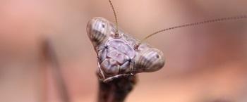 Mantis Face
