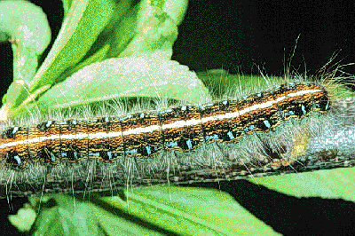 Tent Caterpillars Entomology