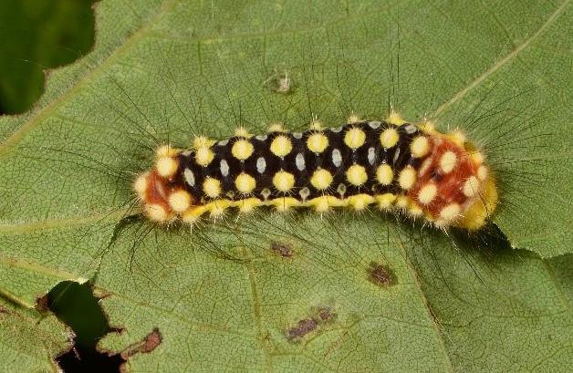 white flannel moth caterpillar