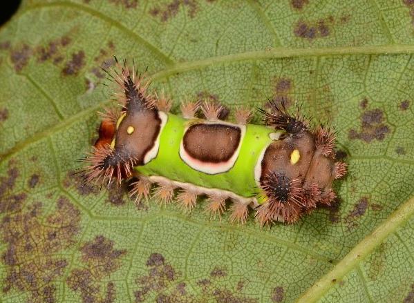 Stinging Caterpillars | Entomology