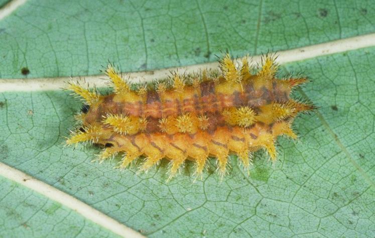 spiny oakworm caterpillar