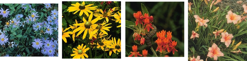 Aster, Black-Eyed Susan, Butterfly Weed, and Daylilies