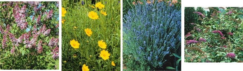 ilac, Coreopsis, Lavender, and Butterfly Bush