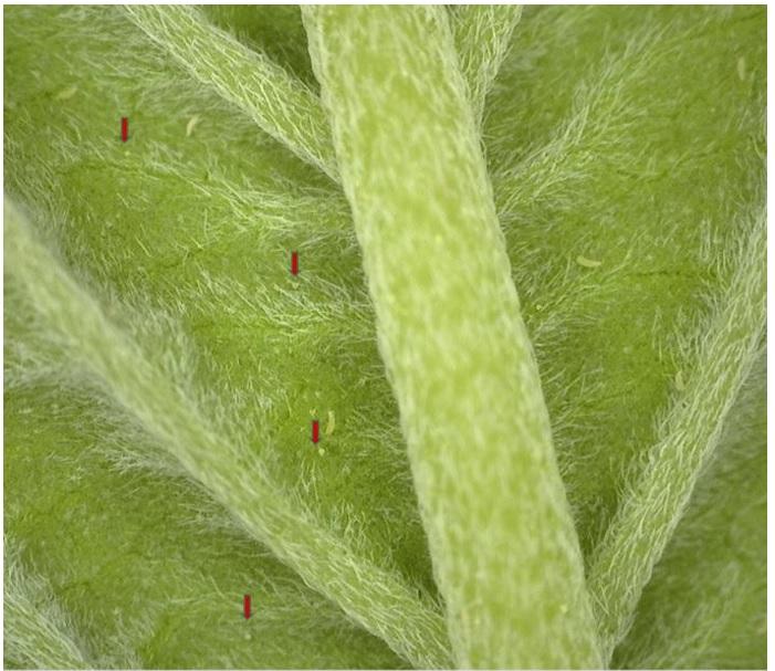 Hemp russet mites: eggs, immatures and adults