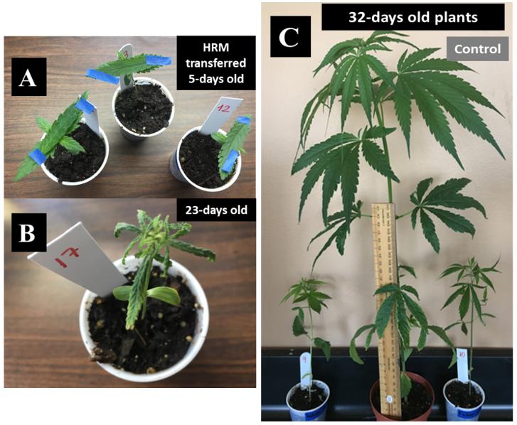 (A) Hemp russet mite transferred to 5-day old seedlings, (B) a hemp seedling showing severe damage caused by hemp russet mites, and (C) stunted hemp plants (32-days old) compared with hemp plant free of hemp russet mites (middle) of the same age