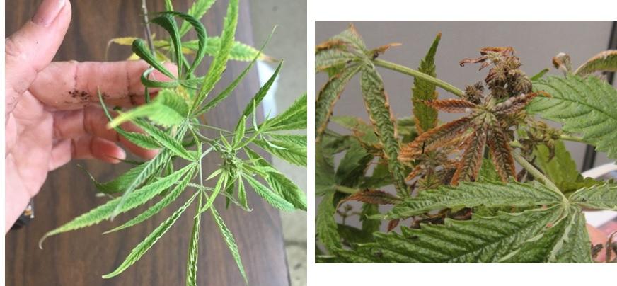 Hemp russet mite damages in foliage. Bronzing, russeting and upward and downward leaf edges.  