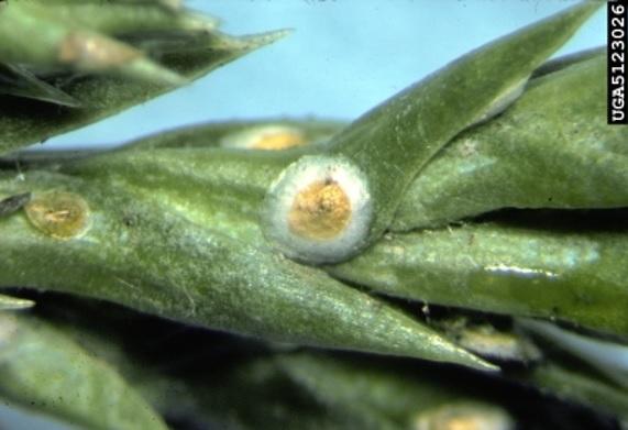 Juniper Scale