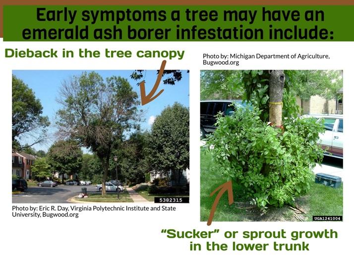 Early symptoms of an EAB problem include branch dieback in the upper portions of the tree and “sucker” or sprout growth in the lower trunk  