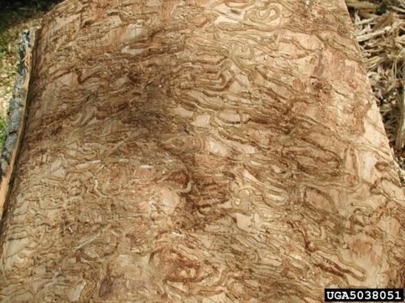 Emerald ash borer larvae do not bore their way into the heartwood of the tree but feed in the layers just below the bark. Their damage deprives the tree of nutrients and water, resulting in death
