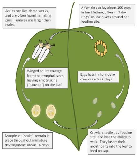  Lifecycle of the sweetpotato whitefly